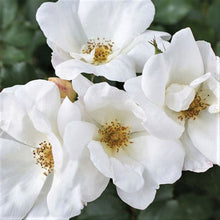 Load image into Gallery viewer, Rose's