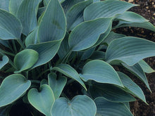 Load image into Gallery viewer, Hostas