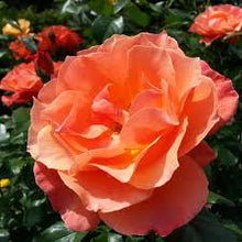 Load image into Gallery viewer, Rose's