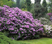 Load image into Gallery viewer, Rhododendron's