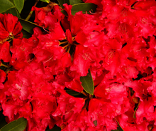 Load image into Gallery viewer, Rhododendron's