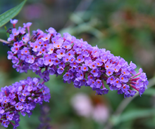 Load image into Gallery viewer, Butterfly Bushes
