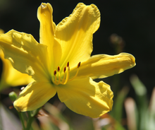 Load image into Gallery viewer, Hemerocallis