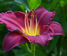 Load image into Gallery viewer, Hemerocallis