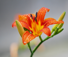 Load image into Gallery viewer, Hemerocallis