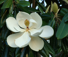 Load image into Gallery viewer, Magnolia