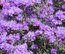 Load image into Gallery viewer, Rhododendron's