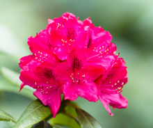 Load image into Gallery viewer, Rhododendron's