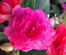 Load image into Gallery viewer, Rose's