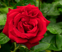 Load image into Gallery viewer, Rose's