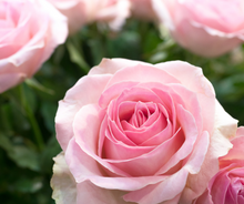 Load image into Gallery viewer, Rose's