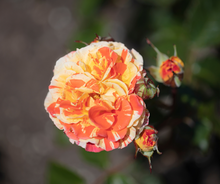 Load image into Gallery viewer, Rose's