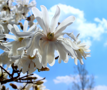 Load image into Gallery viewer, Magnolia