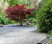 Load image into Gallery viewer, Maples