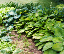 Load image into Gallery viewer, Hostas