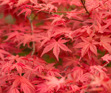 Load image into Gallery viewer, Maples