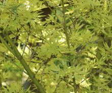 Load image into Gallery viewer, Maples