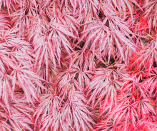 Load image into Gallery viewer, Maples