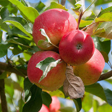 Load image into Gallery viewer, Apple Malus
