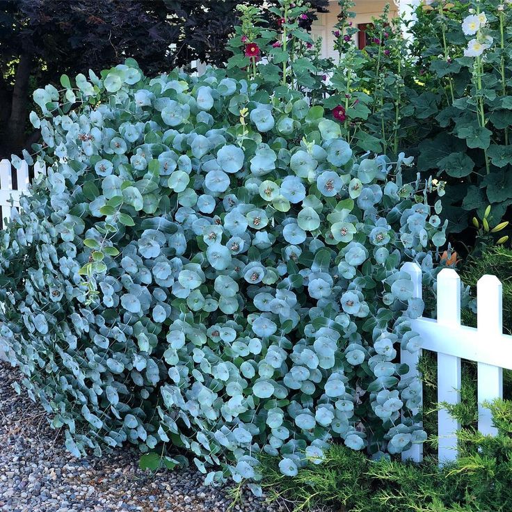 Honeysuckle Kintzley's Ghost