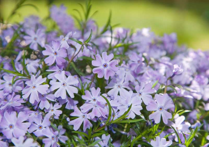Blue Emerald Phlox