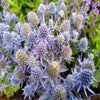 Sea Holly "Blue Hobbit"