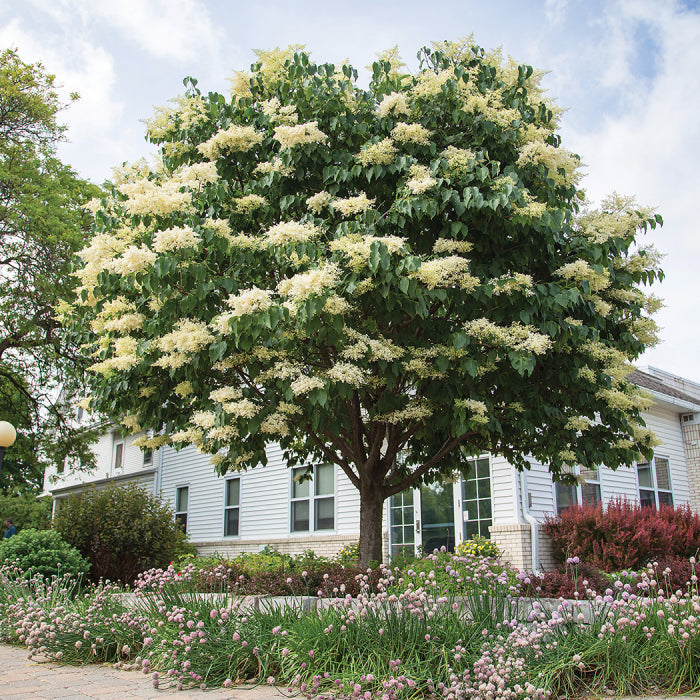 Snow Dance Japanese Lilac Tree