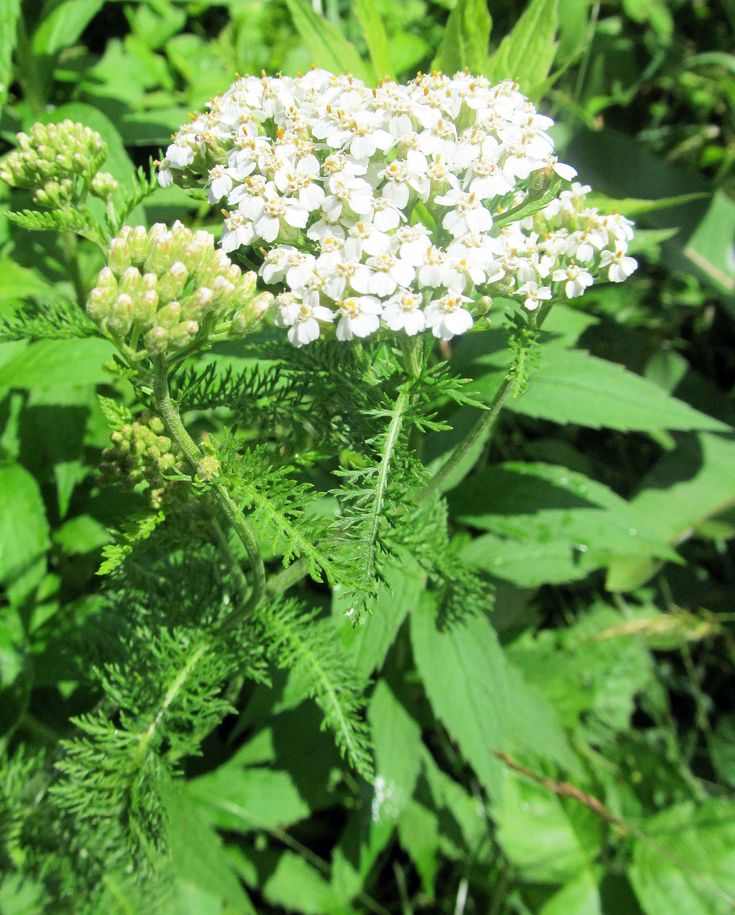 Yarrow