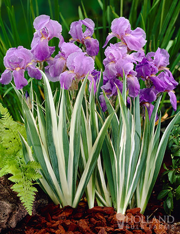 Iris Variegated