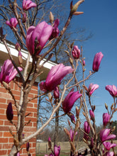 Load image into Gallery viewer, Magnolia
