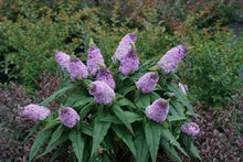 Load image into Gallery viewer, Butterfly Bushes
