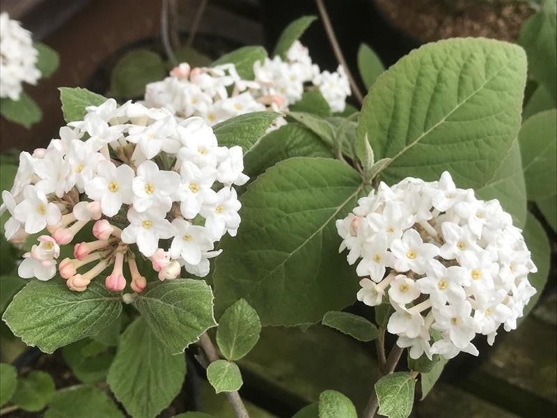 Viburnum Carlessi