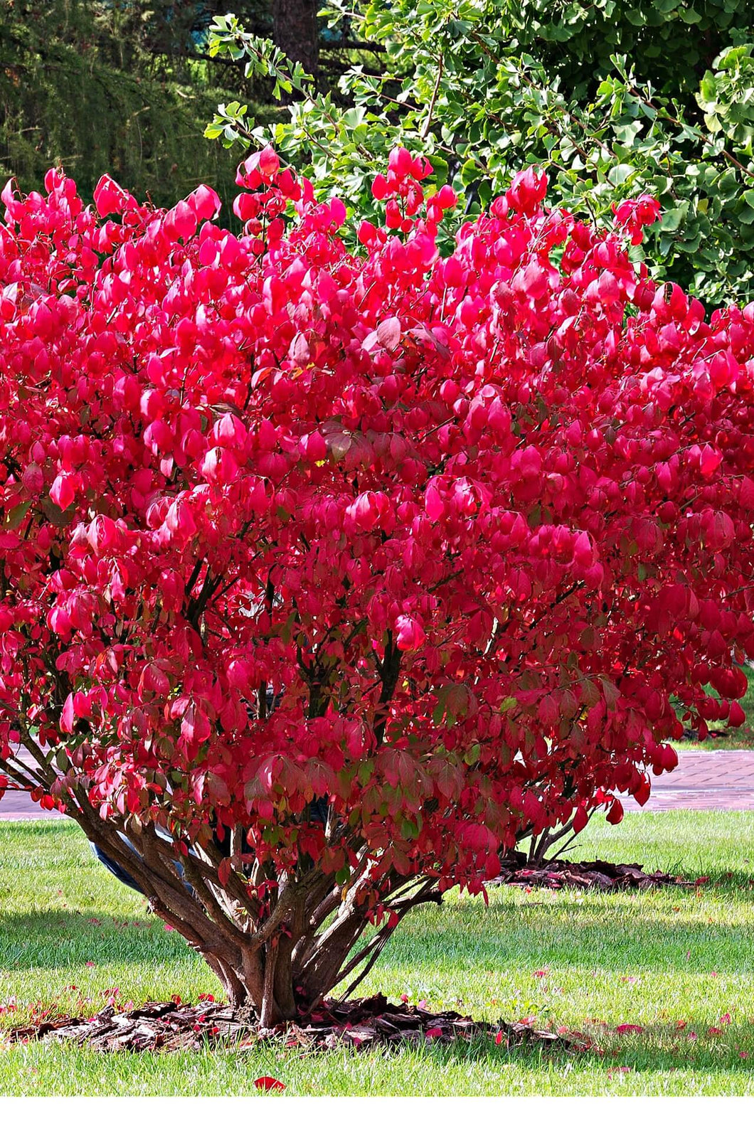 Burning Bush Gold Splash