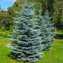 Load image into Gallery viewer, Christmas Trees
