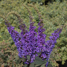 Load image into Gallery viewer, Butterfly Bushes
