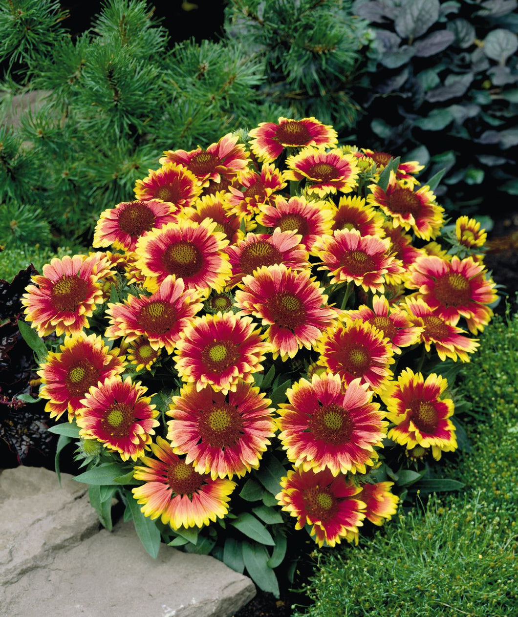 Blanket Flower