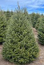 Load image into Gallery viewer, Christmas Trees
