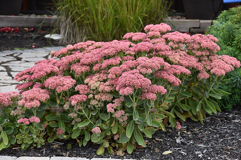 Sedum Autumn Fire