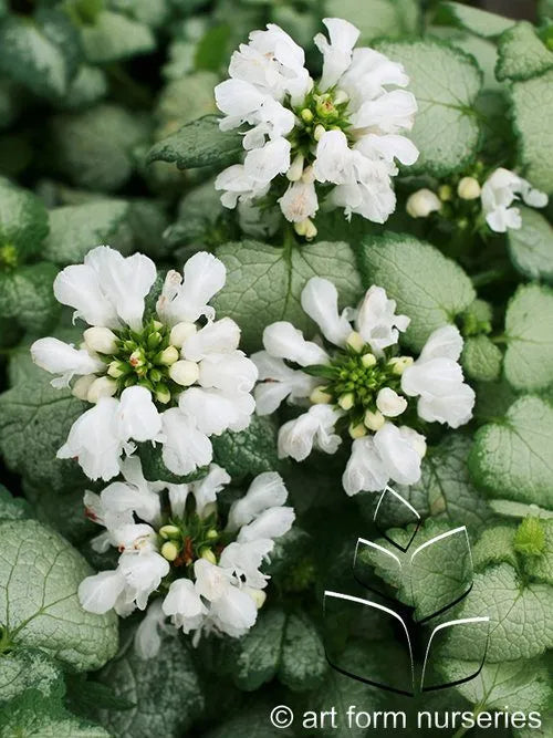 Dead Nettle