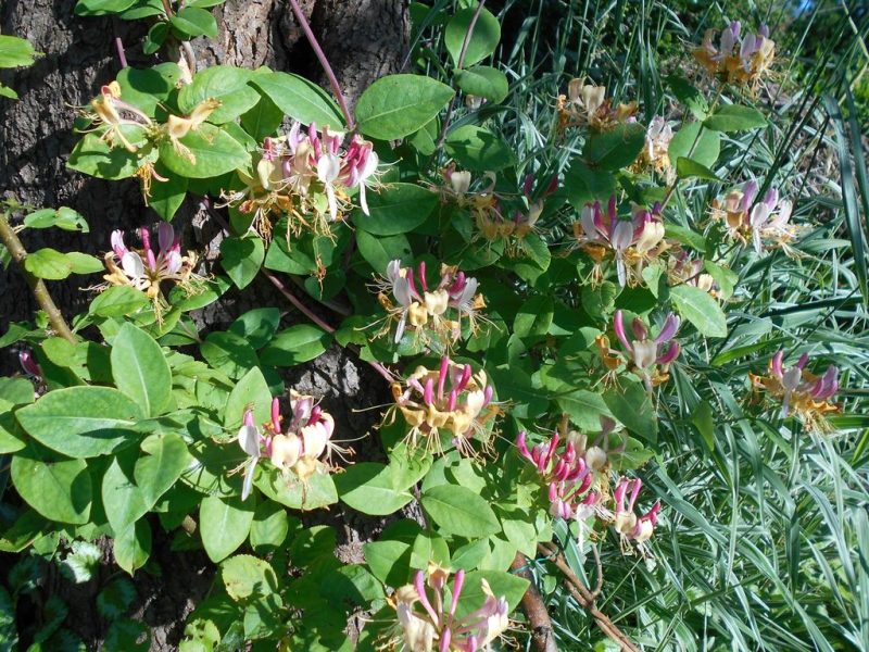 Honeysuckle Late Dutch