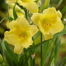 Load image into Gallery viewer, Hemerocallis
