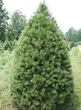 Load image into Gallery viewer, Christmas Trees
