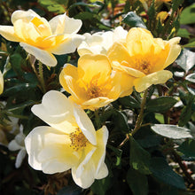 Load image into Gallery viewer, Rose's

