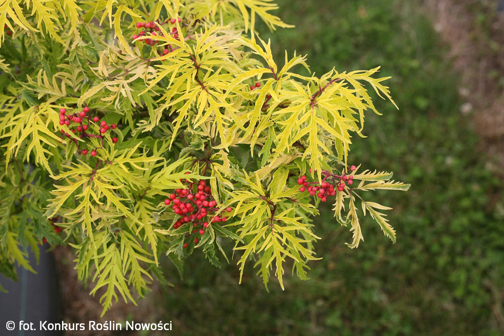 Sambucus Lemony Lace