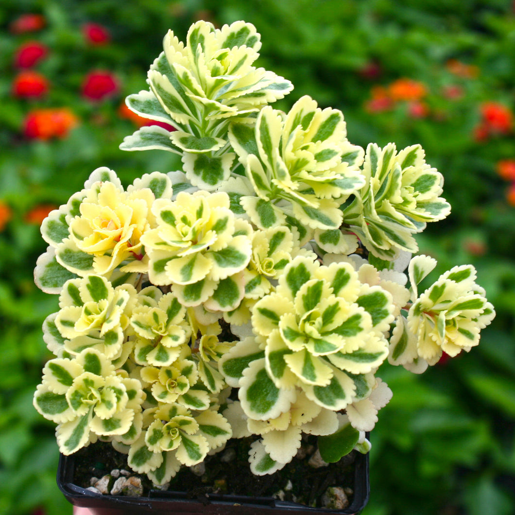 Sedum Atlantis