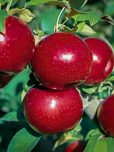 Load image into Gallery viewer, Apple Malus
