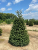 Norway Spruce 4'