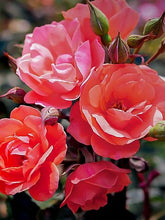 Load image into Gallery viewer, Rose's

