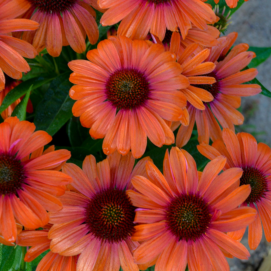 Cone Flower Orange You Awesome