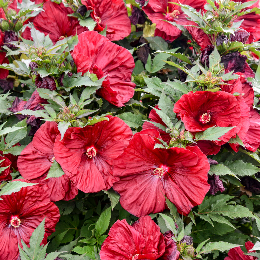 Hibiscus Blackberry Merlot